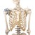 Erler-Zimmer Anatomical Full-Size Skeleton Model Otto