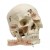 Rudiger Demonstration Anatomical Skull Model