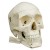 Rudiger Anatomical Skull Model