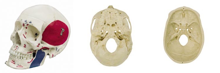 Rudiger Removable Skull Model