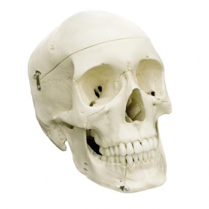 Rudiger Anatomical Skull Model