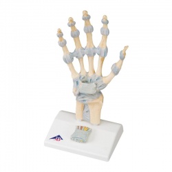 Hand Skeleton Model with Ligaments