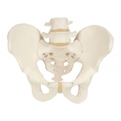 Pelvic Skeleton Model (Male)