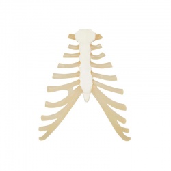 Sternum with Rib Cartilage Replica