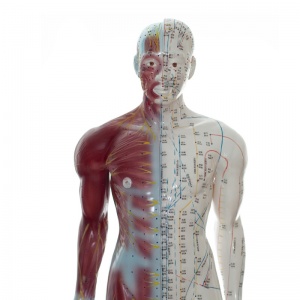 Two-Sided Acupuncture Model with Muscles