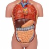 Erler-Zimmer Miniature Unisex Torso Model (16-Part)