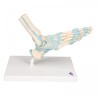 Foot Skeleton Model with Ligaments