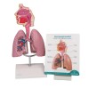 Erler-Zimmer Respiratory System Lungs Model