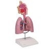 Erler-Zimmer Respiratory System Lungs Model