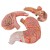 Stomach Model (3-Part)