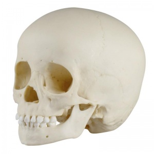 Erler-Zimmer Paediatric Infant Skull Model