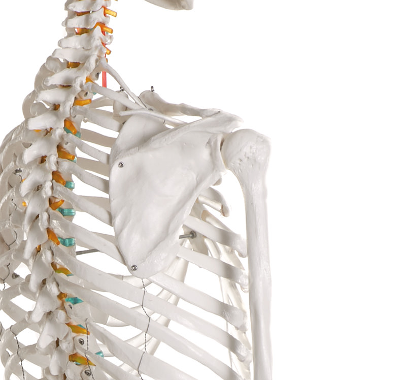 Erler-Zimmer Skeleton Model Oscar 2960 spine and shoulder detail