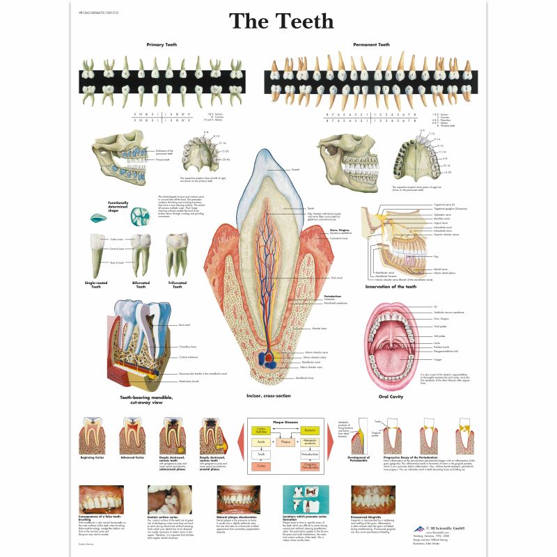 The Teeth Chart MedicalSupplies co uk