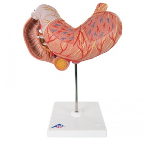 Stomach Model (3-Part)