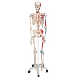 Anatomical Model Skeleton with Painted Muscles Max A11