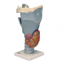 Lung And Larynx Models MedicalSupplies Co Uk